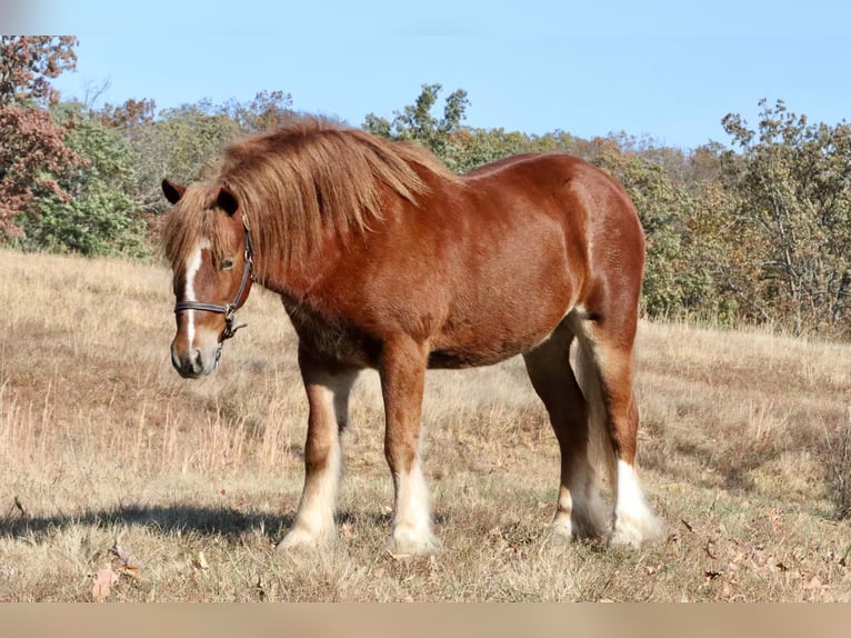 Cob Irlandese / Tinker / Gypsy Vanner Mix Castrone 5 Anni 122 cm Sauro ciliegia in Mount Vernon, MO