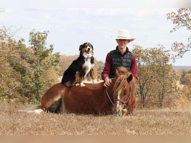 Cob Irlandese / Tinker / Gypsy Vanner Mix Castrone 5 Anni 122 cm Sauro ciliegia in Mount Vernon, MO