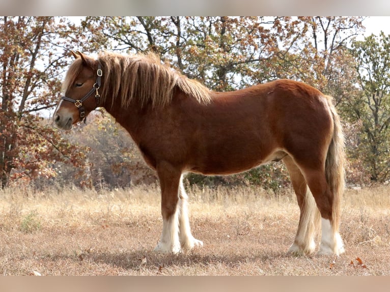 Cob Irlandese / Tinker / Gypsy Vanner Mix Castrone 5 Anni 122 cm Sauro ciliegia in Mount Vernon, MO