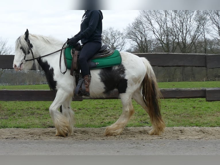 Cob Irlandese / Tinker / Gypsy Vanner Castrone 5 Anni 130 cm Pezzato in Lathen