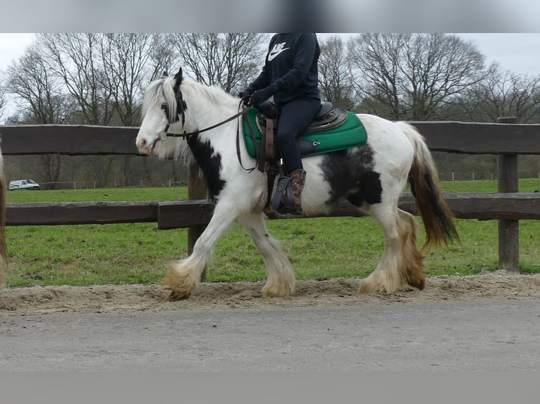 Cob Irlandese / Tinker / Gypsy Vanner Castrone 5 Anni 130 cm Pezzato in Lathen