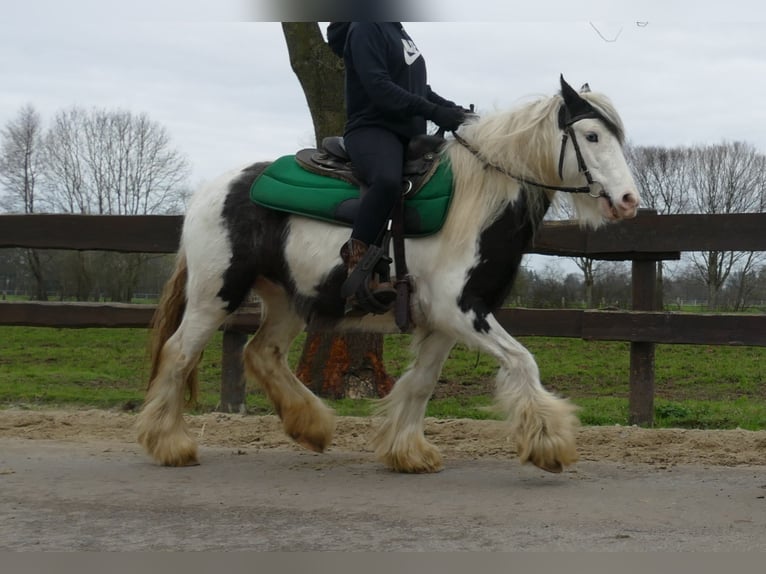 Cob Irlandese / Tinker / Gypsy Vanner Castrone 5 Anni 130 cm Pezzato in Lathen