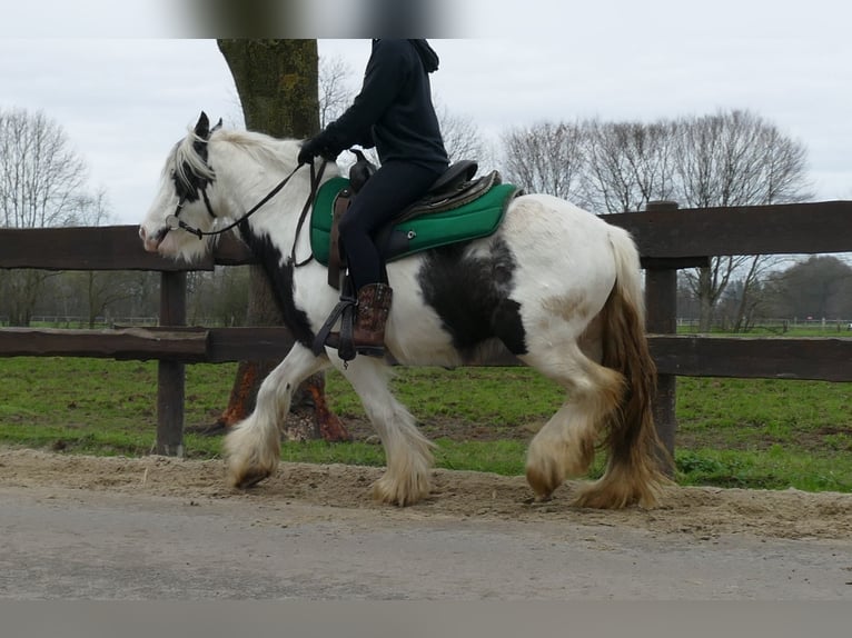 Cob Irlandese / Tinker / Gypsy Vanner Castrone 5 Anni 130 cm Pezzato in Lathen