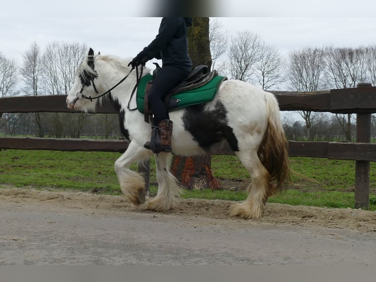 Cob Irlandese / Tinker / Gypsy Vanner Castrone 5 Anni 130 cm Pezzato in Lathen