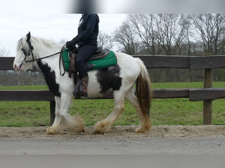 Cob Irlandese / Tinker / Gypsy Vanner Castrone 5 Anni 130 cm Pezzato in Lathen