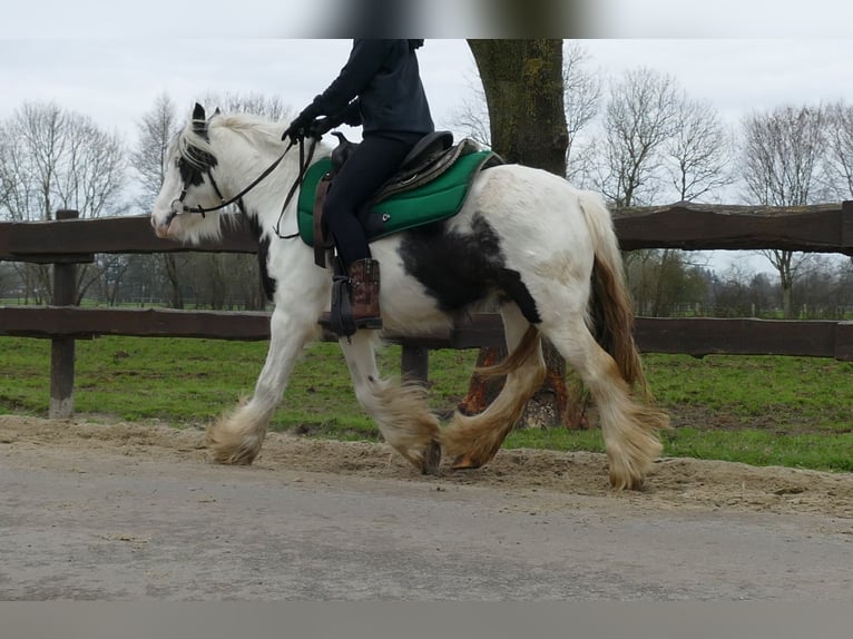 Cob Irlandese / Tinker / Gypsy Vanner Castrone 5 Anni 130 cm Pezzato in Lathen