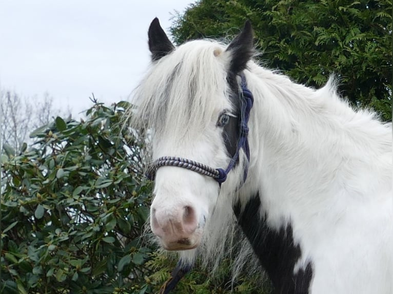 Cob Irlandese / Tinker / Gypsy Vanner Castrone 5 Anni 130 cm Pezzato in Lathen