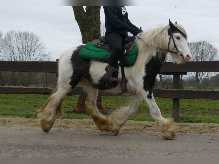 Cob Irlandese / Tinker / Gypsy Vanner Castrone 5 Anni 130 cm Pezzato in Lathen