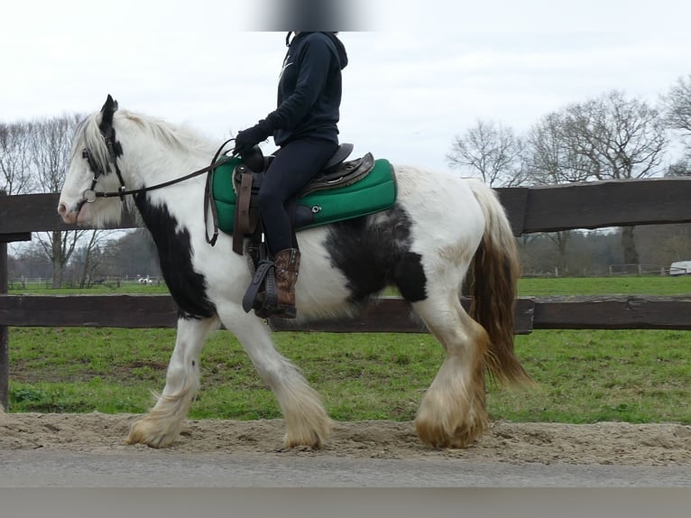 Cob Irlandese / Tinker / Gypsy Vanner Castrone 5 Anni 130 cm Pezzato in Lathen