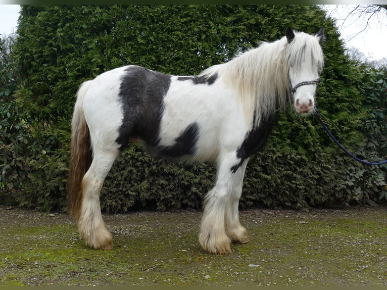 Cob Irlandese / Tinker / Gypsy Vanner Castrone 5 Anni 130 cm Pezzato in Lathen