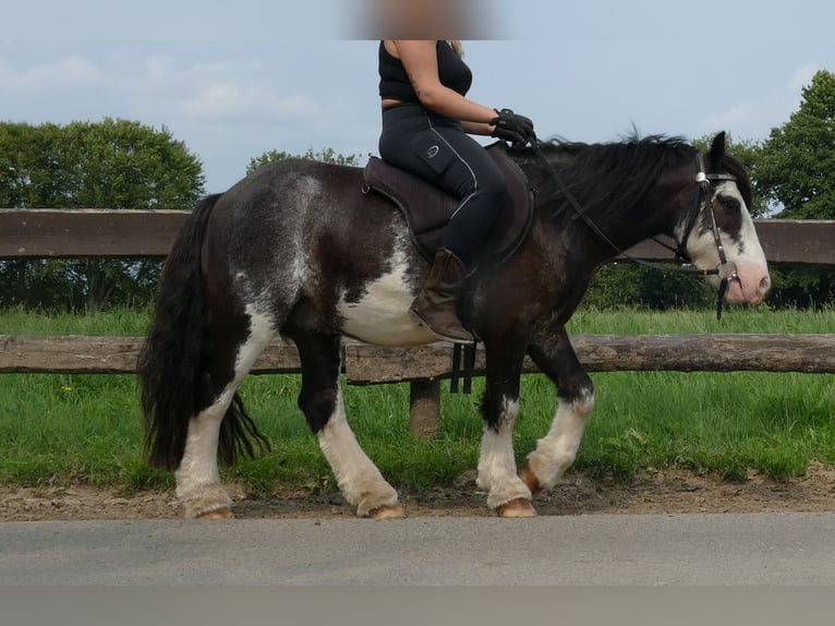 Cob Irlandese / Tinker / Gypsy Vanner Castrone 5 Anni 133 cm Pezzato in Lathen