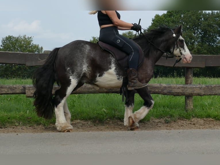 Cob Irlandese / Tinker / Gypsy Vanner Castrone 5 Anni 133 cm Pezzato in Lathen