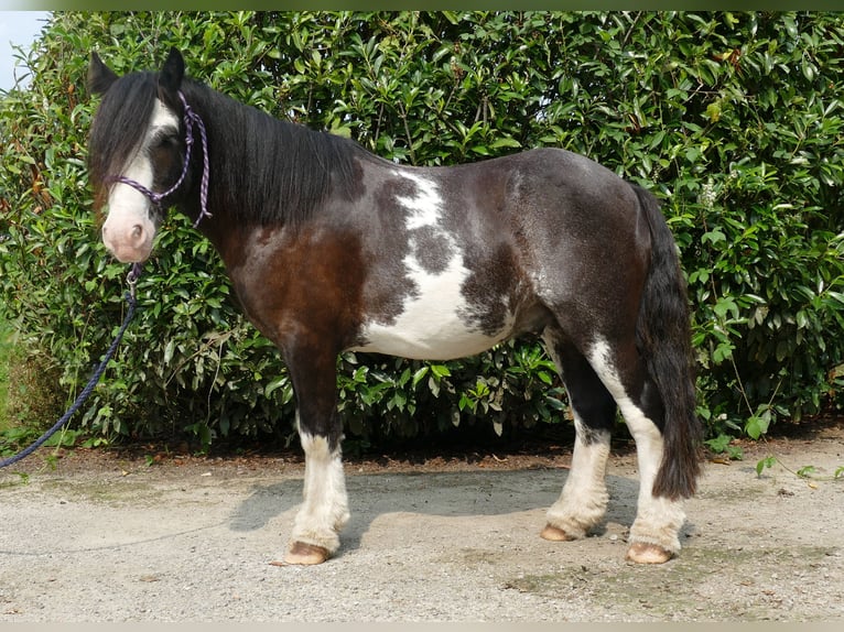 Cob Irlandese / Tinker / Gypsy Vanner Castrone 5 Anni 133 cm Pezzato in Lathen