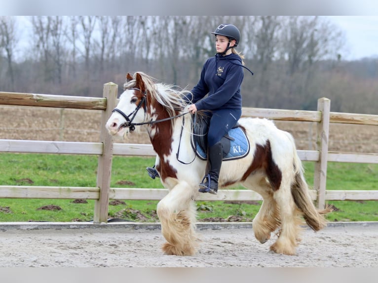 Cob Irlandese / Tinker / Gypsy Vanner Castrone 5 Anni 134 cm Pezzato in Bogaarden