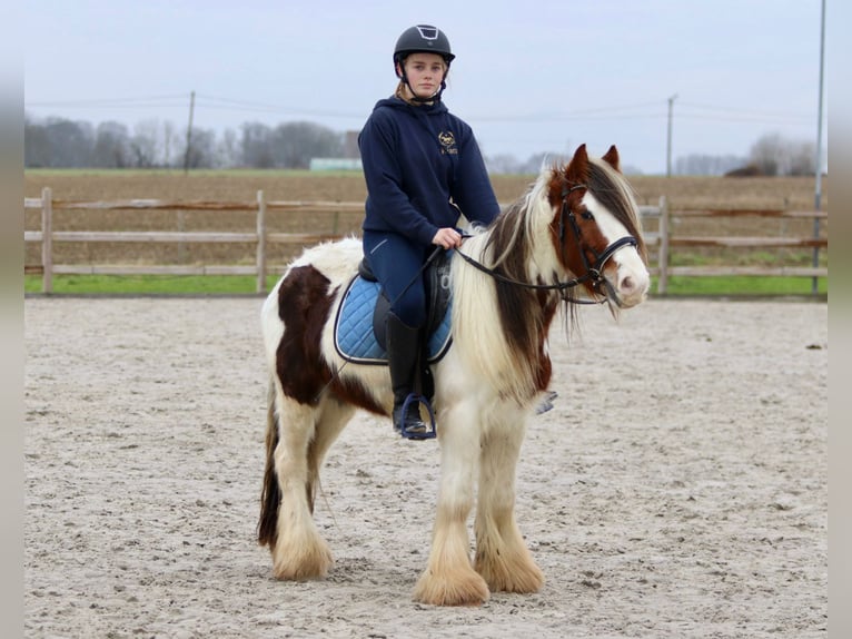 Cob Irlandese / Tinker / Gypsy Vanner Castrone 5 Anni 134 cm Pezzato in Bogaarden