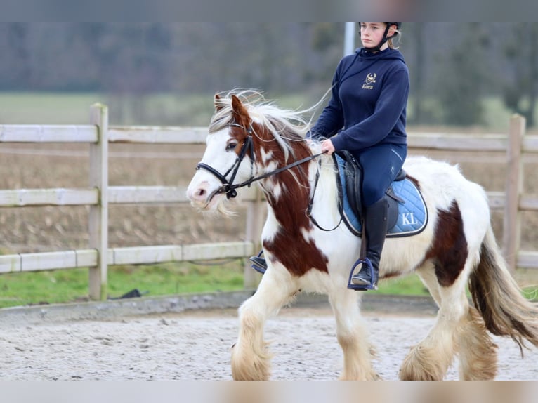 Cob Irlandese / Tinker / Gypsy Vanner Castrone 5 Anni 134 cm Pezzato in Bogaarden