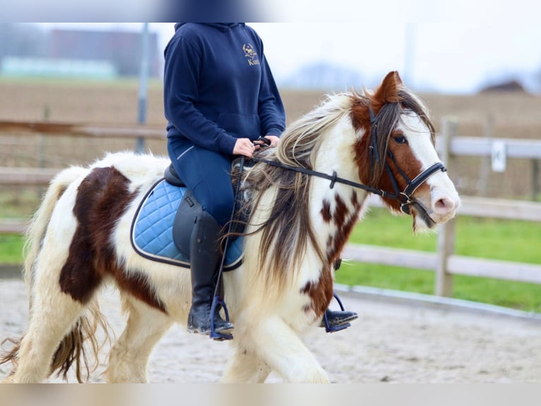 Cob Irlandese / Tinker / Gypsy Vanner Castrone 5 Anni 134 cm Pezzato in Bogaarden