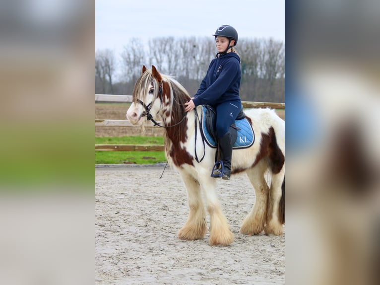 Cob Irlandese / Tinker / Gypsy Vanner Castrone 5 Anni 134 cm Pezzato in Bogaarden