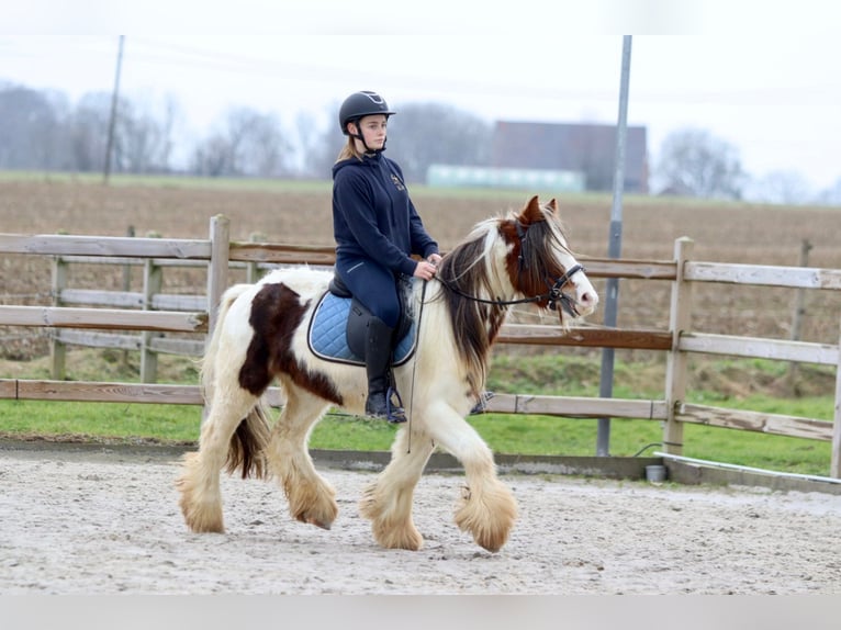 Cob Irlandese / Tinker / Gypsy Vanner Castrone 5 Anni 134 cm Pezzato in Bogaarden