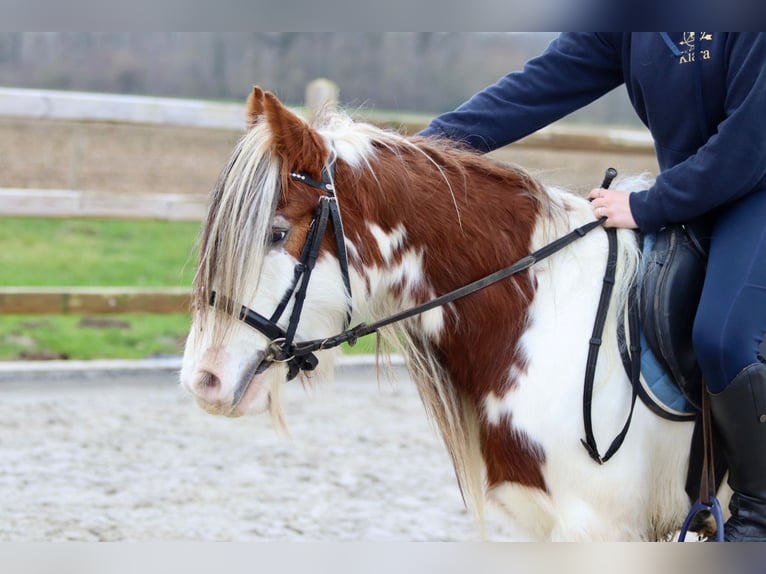 Cob Irlandese / Tinker / Gypsy Vanner Castrone 5 Anni 134 cm Pezzato in Bogaarden