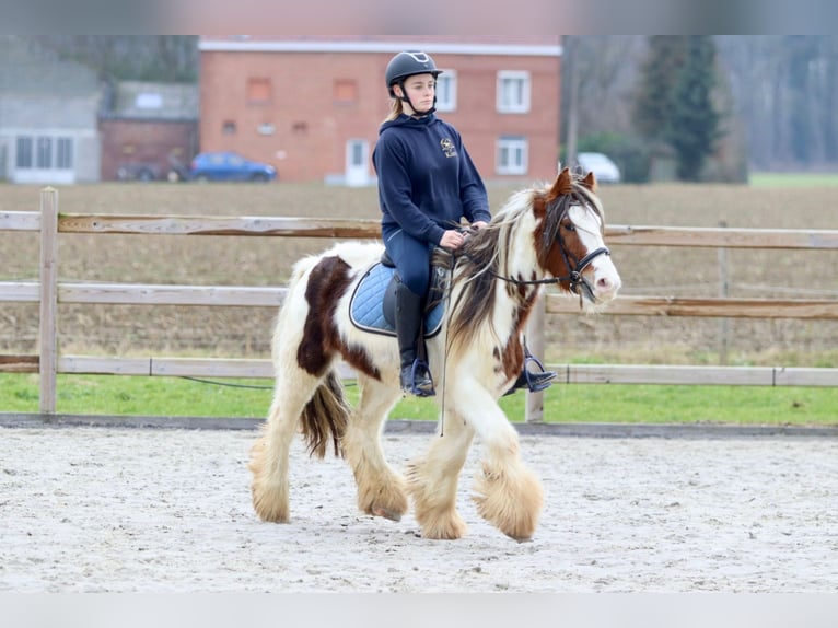 Cob Irlandese / Tinker / Gypsy Vanner Castrone 5 Anni 134 cm Pezzato in Bogaarden