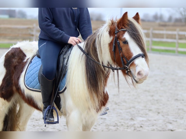 Cob Irlandese / Tinker / Gypsy Vanner Castrone 5 Anni 134 cm Pezzato in Bogaarden