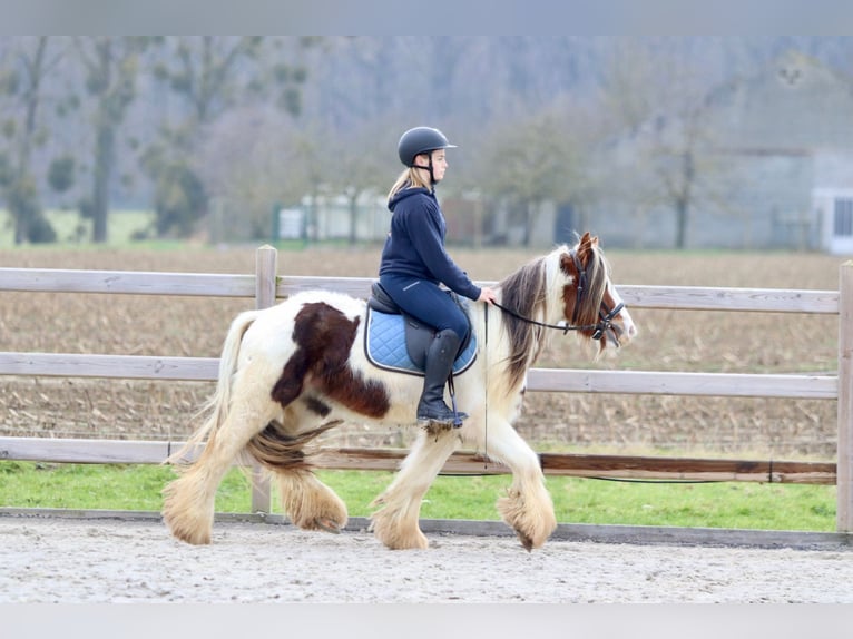 Cob Irlandese / Tinker / Gypsy Vanner Castrone 5 Anni 134 cm Pezzato in Bogaarden