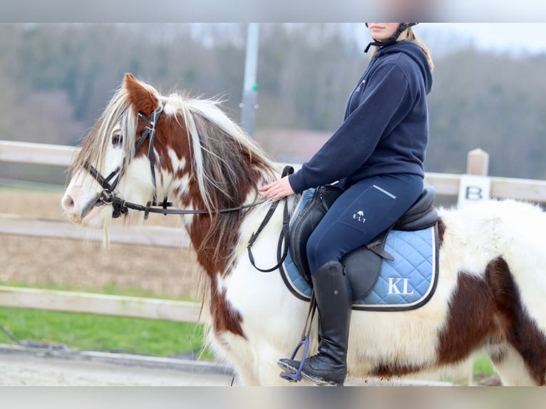 Cob Irlandese / Tinker / Gypsy Vanner Castrone 5 Anni 134 cm Pezzato in Bogaarden