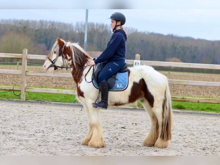 Cob Irlandese / Tinker / Gypsy Vanner Castrone 5 Anni 134 cm Pezzato in Bogaarden