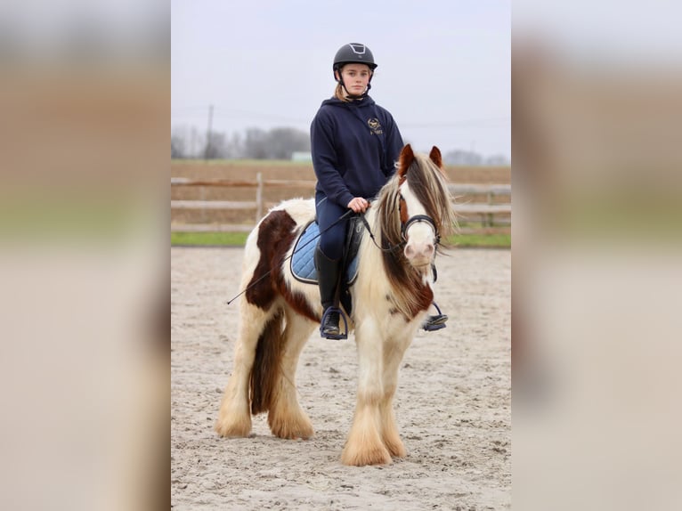 Cob Irlandese / Tinker / Gypsy Vanner Castrone 5 Anni 134 cm Pezzato in Bogaarden