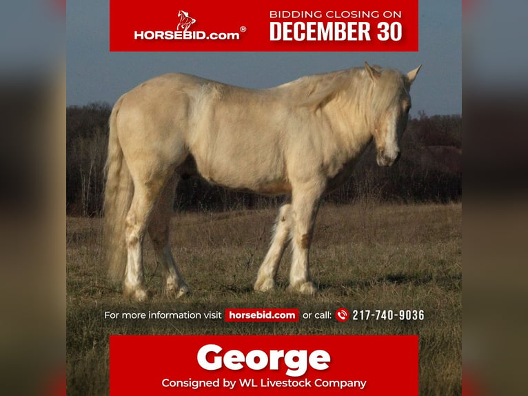 Cob Irlandese / Tinker / Gypsy Vanner Mix Castrone 5 Anni 135 cm Palomino in La Grange, MO