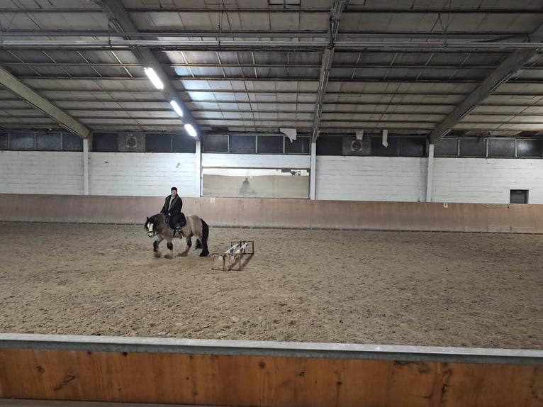 Cob Irlandese / Tinker / Gypsy Vanner Castrone 5 Anni 135 cm Pelle di daino in Weiterstadt, Germany