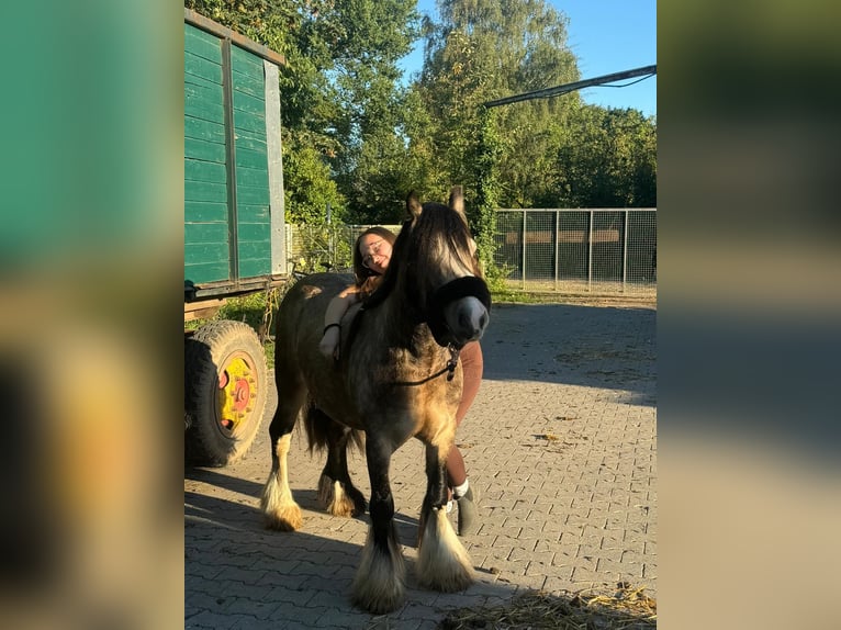 Cob Irlandese / Tinker / Gypsy Vanner Castrone 5 Anni 135 cm Pelle di daino in Weiterstadt, Germany