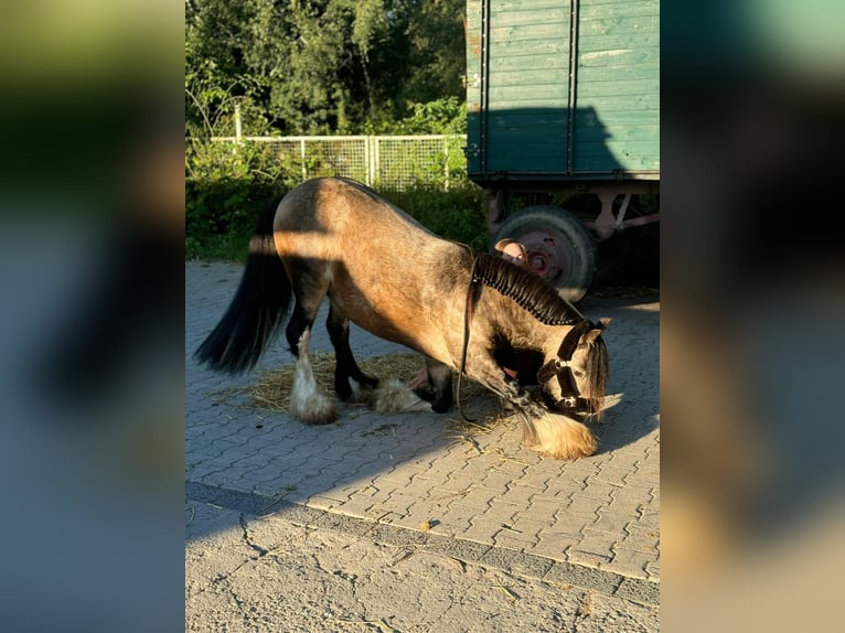 Cob Irlandese / Tinker / Gypsy Vanner Castrone 5 Anni 135 cm Pelle di daino in Weiterstadt, Germany