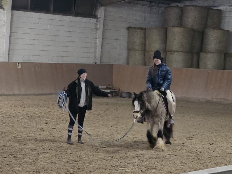 Cob Irlandese / Tinker / Gypsy Vanner Castrone 5 Anni 135 cm Pelle di daino in Weiterstadt, Germany