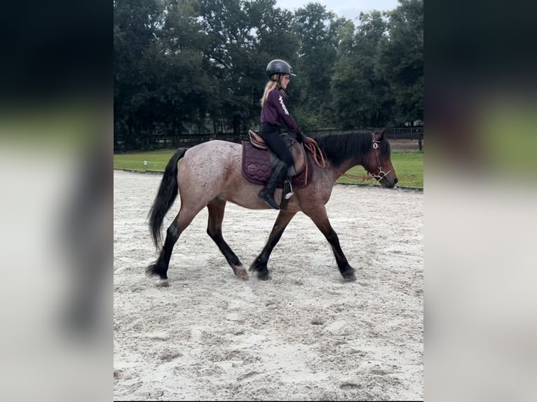 Cob Irlandese / Tinker / Gypsy Vanner Mix Castrone 5 Anni 137 cm Baio roano in Ocala, FL