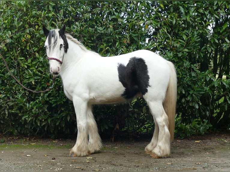 Cob Irlandese / Tinker / Gypsy Vanner Castrone 5 Anni 137 cm Pezzato in Lathen