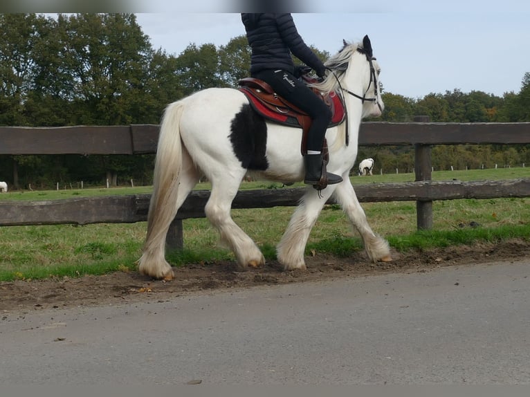 Cob Irlandese / Tinker / Gypsy Vanner Castrone 5 Anni 137 cm Pezzato in Lathen