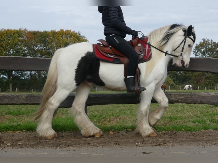 Cob Irlandese / Tinker / Gypsy Vanner Castrone 5 Anni 137 cm Pezzato in Lathen