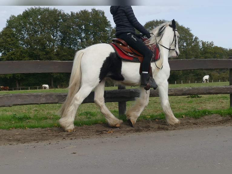 Cob Irlandese / Tinker / Gypsy Vanner Castrone 5 Anni 137 cm Pezzato in Lathen