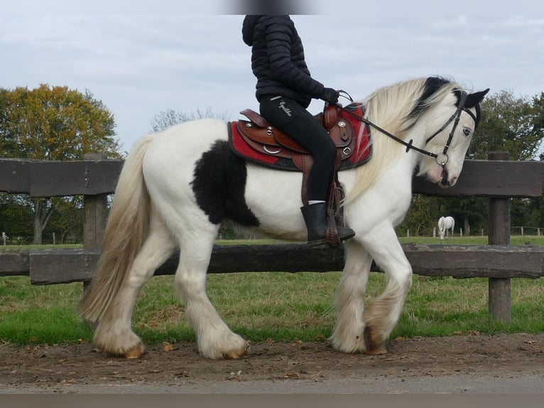 Cob Irlandese / Tinker / Gypsy Vanner Castrone 5 Anni 137 cm Pezzato in Lathen