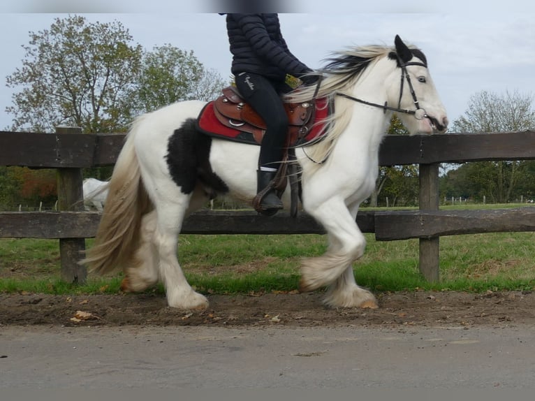 Cob Irlandese / Tinker / Gypsy Vanner Castrone 5 Anni 137 cm Pezzato in Lathen