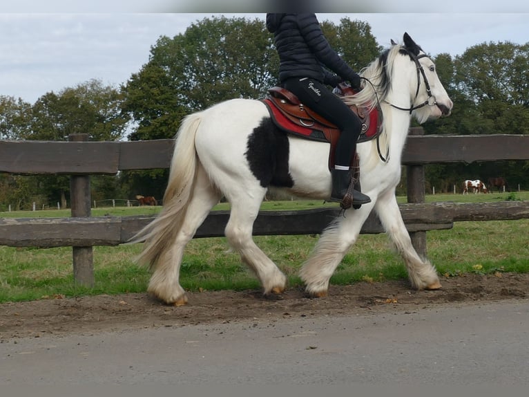 Cob Irlandese / Tinker / Gypsy Vanner Castrone 5 Anni 137 cm Pezzato in Lathen