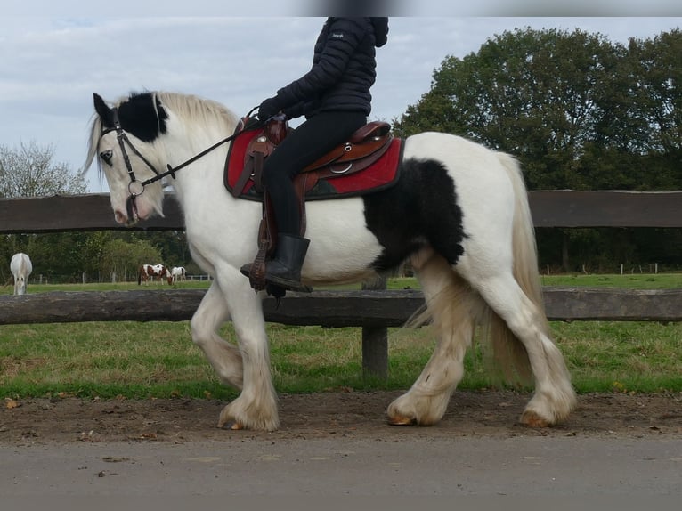 Cob Irlandese / Tinker / Gypsy Vanner Castrone 5 Anni 137 cm Pezzato in Lathen