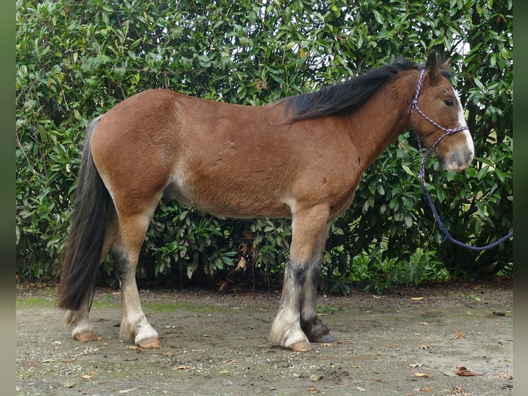 Cob Irlandese / Tinker / Gypsy Vanner Castrone 5 Anni 138 cm Baio in Lathen