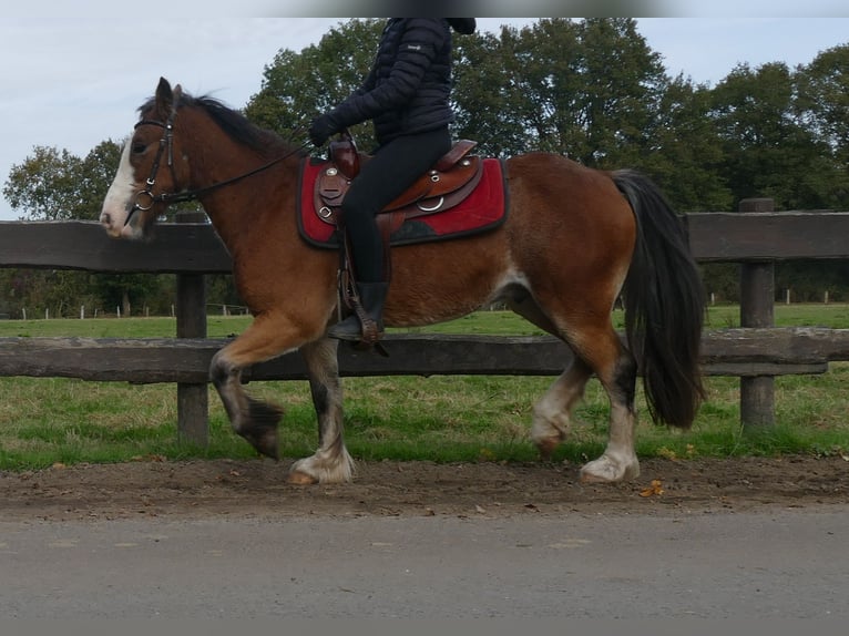 Cob Irlandese / Tinker / Gypsy Vanner Castrone 5 Anni 138 cm Baio in Lathen