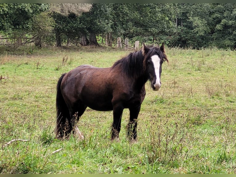 Cob Irlandese / Tinker / Gypsy Vanner Castrone 5 Anni 138 cm Morello in Großalmerode