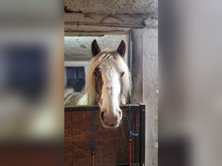 Cob Irlandese / Tinker / Gypsy Vanner Mix Castrone 5 Anni 140 cm Sauro scuro in Herdecke