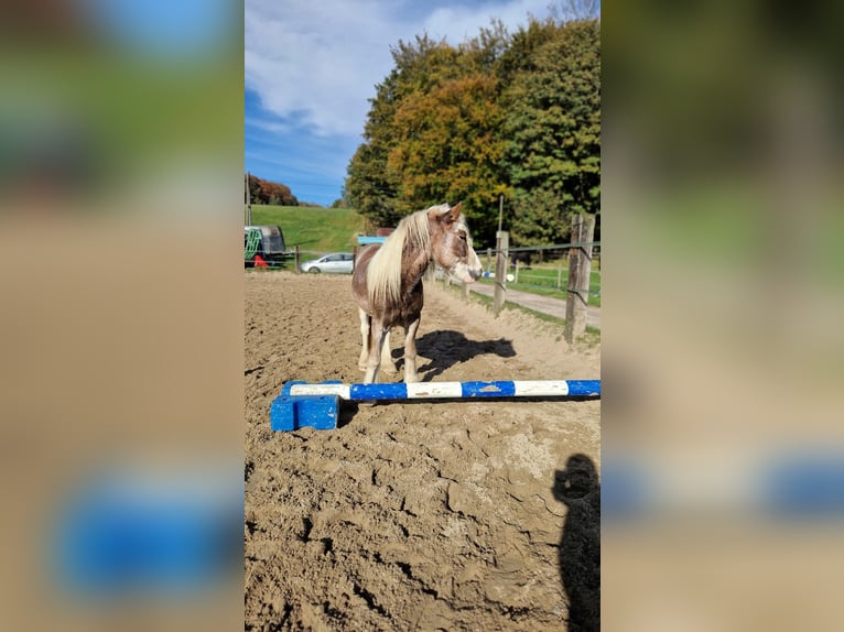 Cob Irlandese / Tinker / Gypsy Vanner Mix Castrone 5 Anni 140 cm Sauro scuro in Herdecke