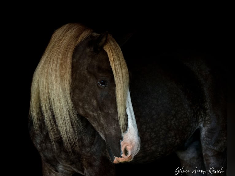 Cob Irlandese / Tinker / Gypsy Vanner Castrone 5 Anni 142 cm in Ocala